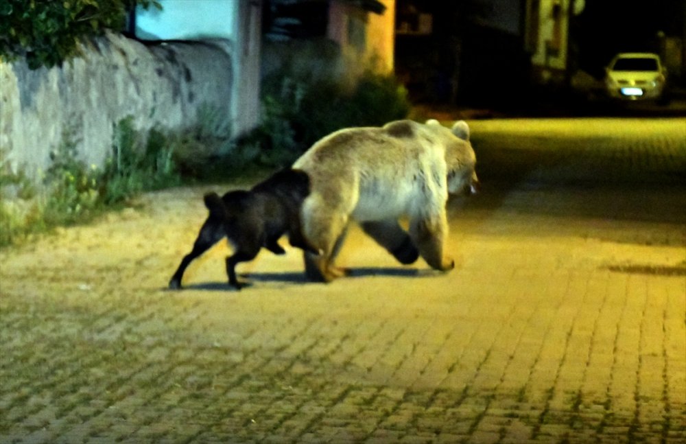 Sarıkamış'ın 'Ayı Savar' Köpeği Cesur
