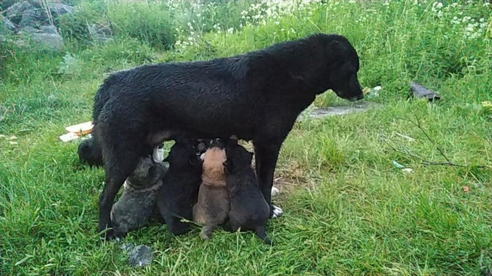 Sarıkamış'ın 'Ayı Savar' Köpeği Cesur