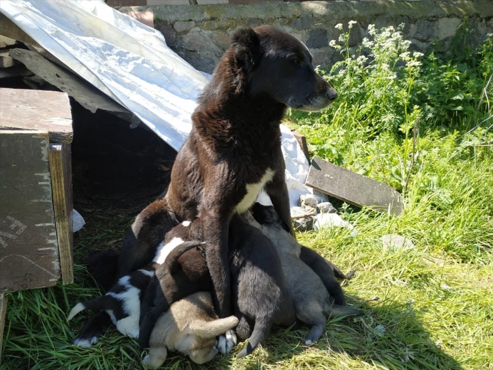 Sarıkamış'ın 'Ayı Savar' Köpeği Cesur