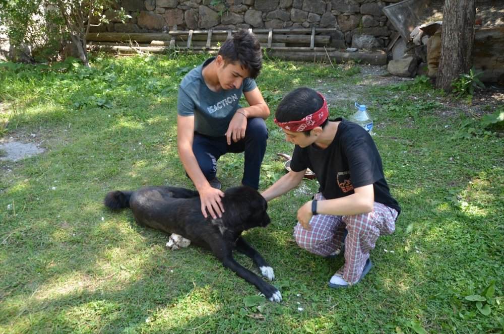 Sarıkamış'ın 'Ayı Savar' Köpeği Cesur