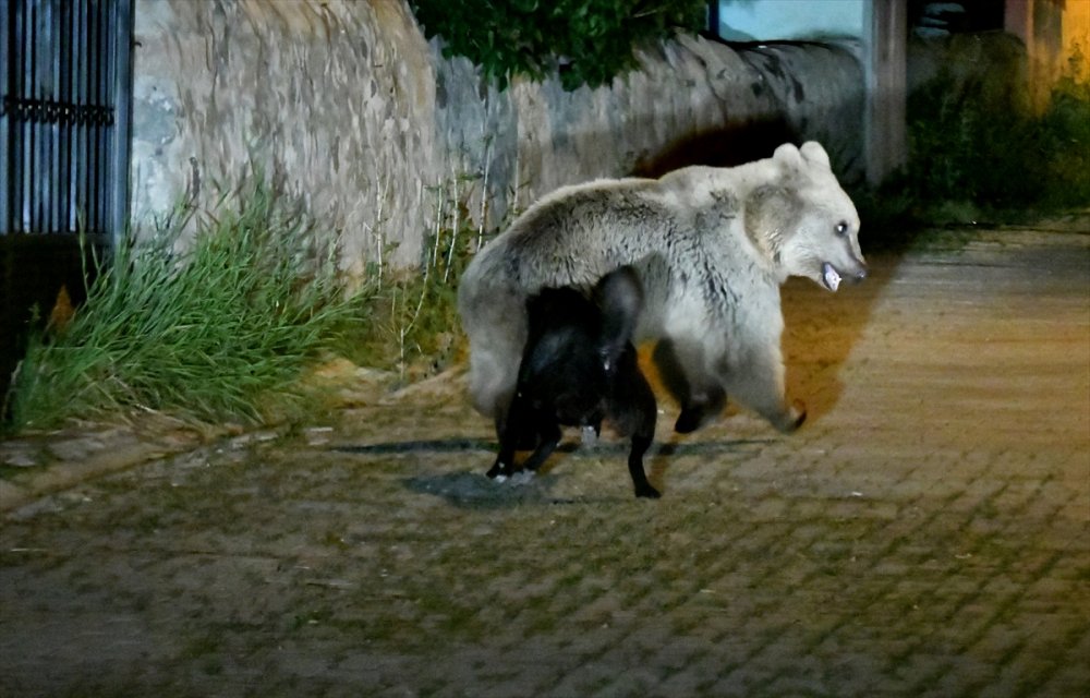 Sarıkamış'ın 'Ayı Savar' Köpeği Cesur