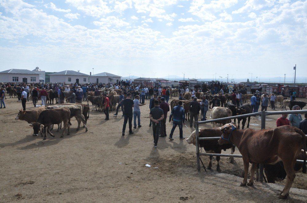 Kars’ta Kurban Pazarı’nda Son Gün Yoğunluğu