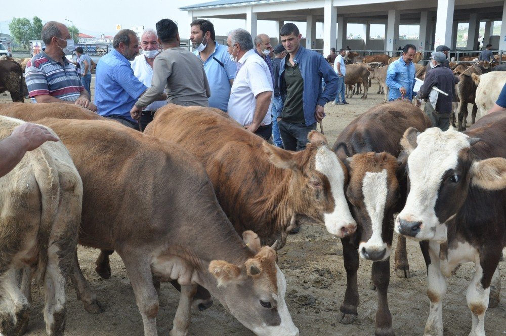 Kars’ta Kurban Pazarı’nda Son Gün Yoğunluğu