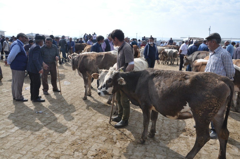 Kars’ta Kurban Pazarı’nda Son Gün Yoğunluğu