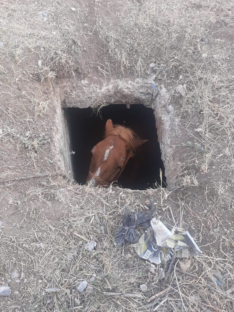 Kars’ta Kuyuya Düşen 'At' Kurtarıldı