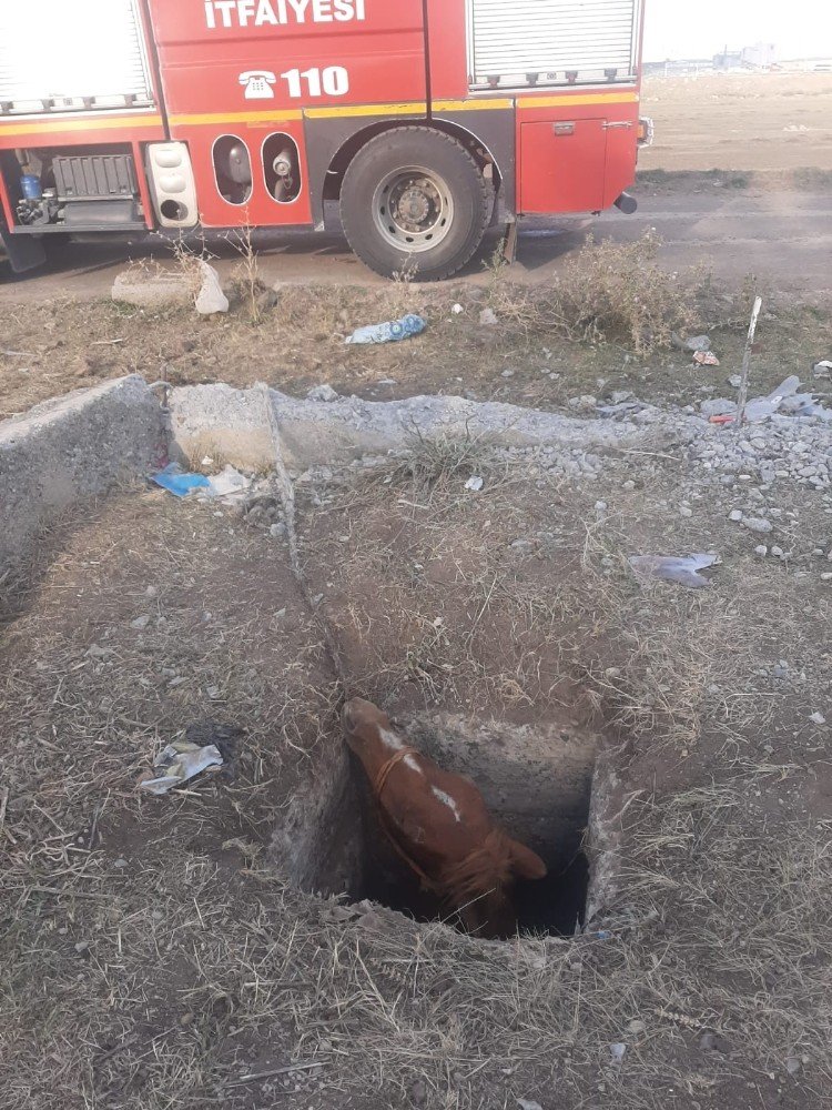 Kars’ta Kuyuya Düşen 'At' Kurtarıldı