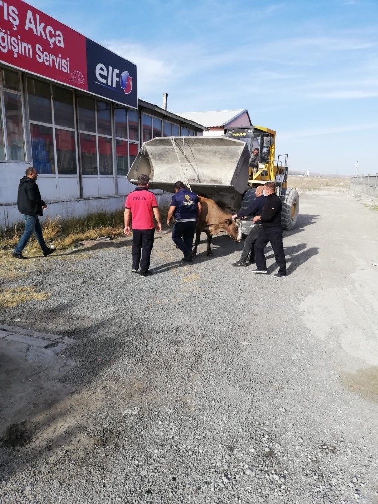 'Yağ Değişim Kuyusu'na Düşen İnek Kurtarıldı