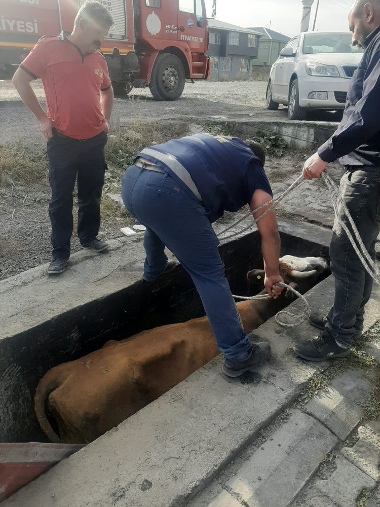 'Yağ Değişim Kuyusu'na Düşen İnek Kurtarıldı