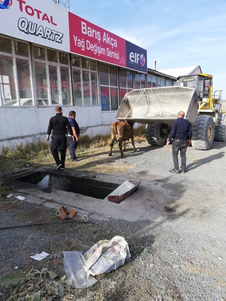 'Yağ Değişim Kuyusu'na Düşen İnek Kurtarıldı