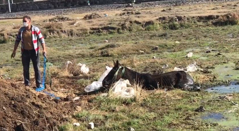 Sarıkamış'ta Bataklığa Düşen At Kurtarıldı