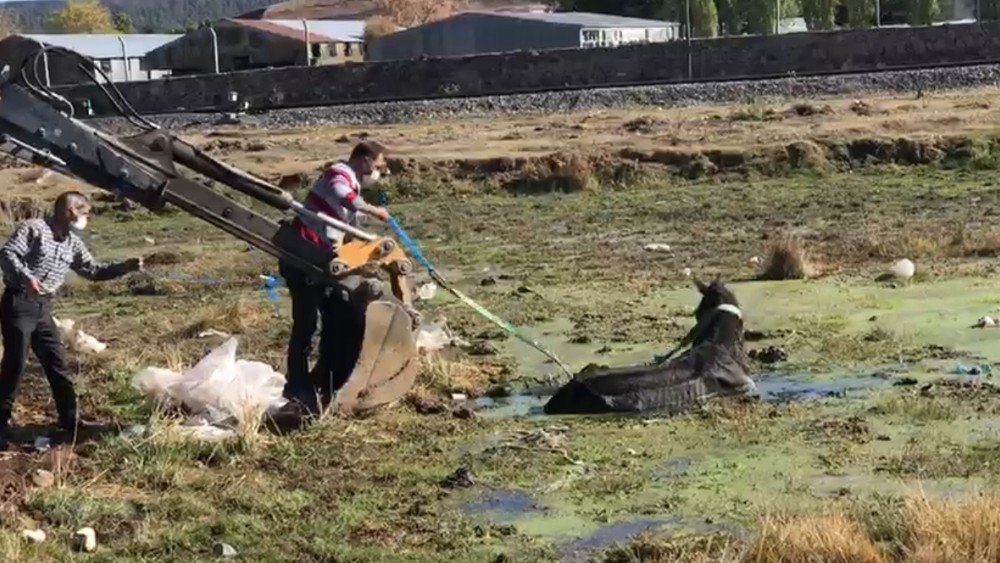 Sarıkamış'ta Bataklığa Düşen At Kurtarıldı