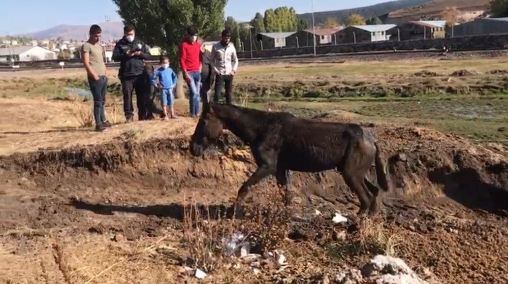 Sarıkamış'ta Bataklığa Düşen At Kurtarıldı