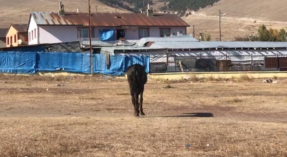 Sarıkamış'ta Bataklığa Düşen At Kurtarıldı