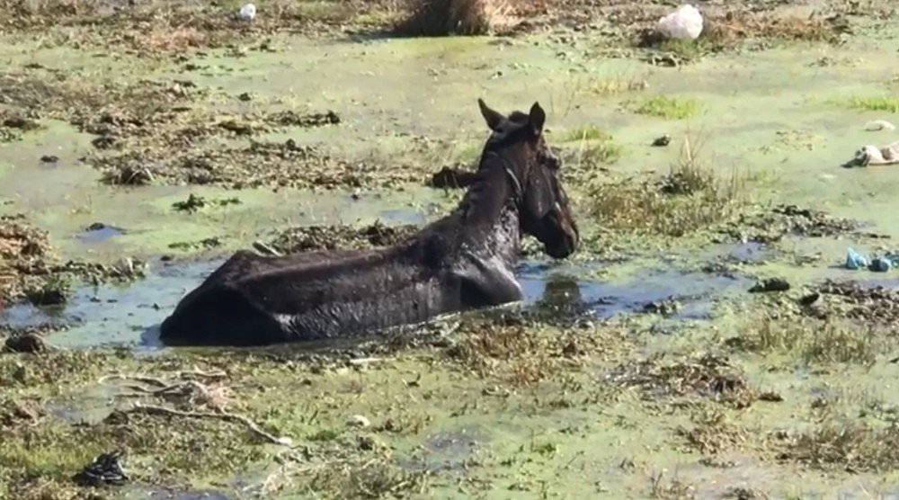 Sarıkamış'ta Bataklığa Düşen At Kurtarıldı