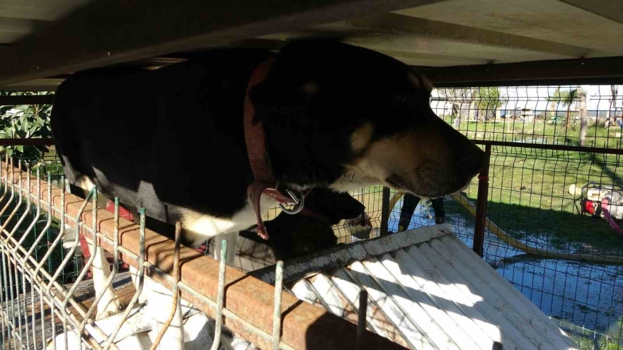 Ordu’da Denizdeki Fırtına Hayatı Felç Etti: Dalgalar Evlere Zarar Verdi, Balıkçı Teknesi Parçalandı