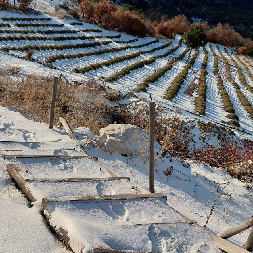 Derebucak’ta Mor Bahçeler Beyaza Büründü, Barajlara Su Geldi