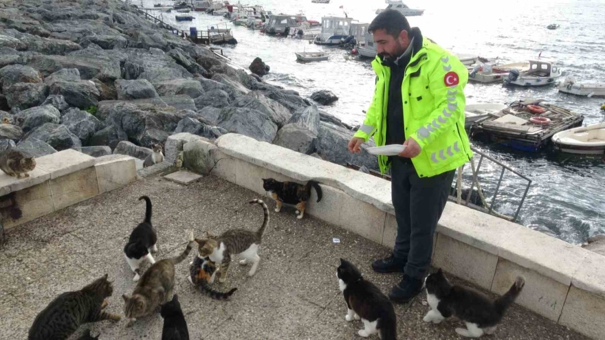 Pendik’te Vicdanları Sızlatan Olay: Kediye Tekme Atıp Denize Fırlattı