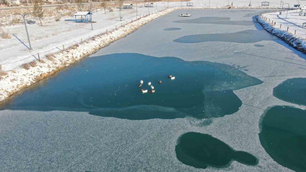 Sivas’ta Soğuk Hava Etkisini Gösterdi.. Ördeklerin Olduğu Gölet Kısmen Dondu!