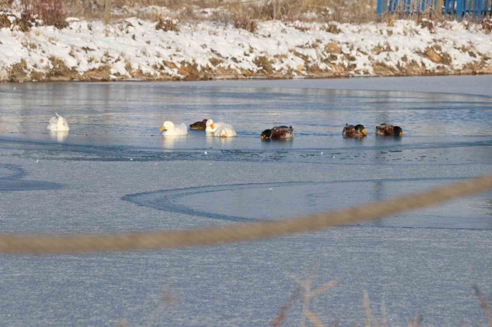 Sivas’ta Soğuk Hava Etkisini Gösterdi.. Ördeklerin Olduğu Gölet Kısmen Dondu!
