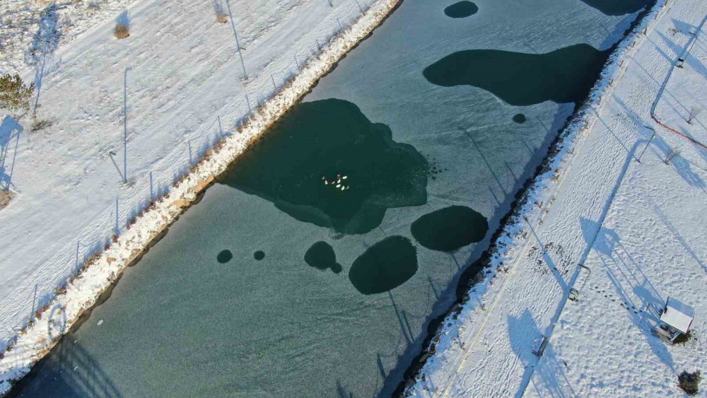 Sivas’ta Soğuk Hava Etkisini Gösterdi.. Ördeklerin Olduğu Gölet Kısmen Dondu!