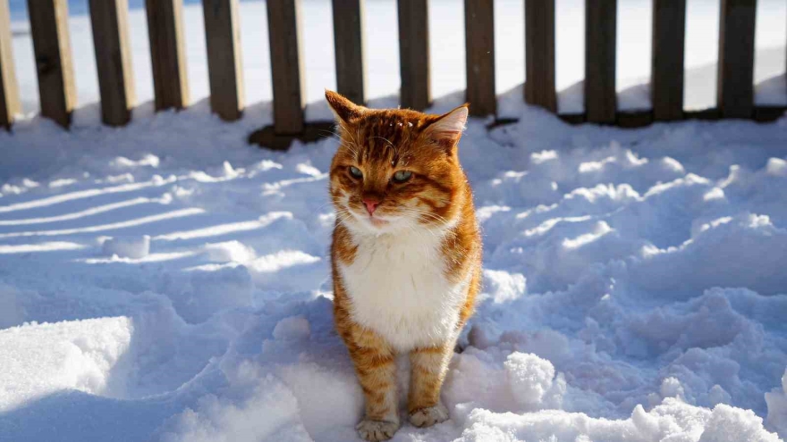 Karagöl Tabiat Parkı Beyaza Büründü, Gölün Yüzeyi Buz Tuttu