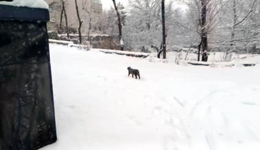 Develi’de Kar Yağışı Etkili Oldu