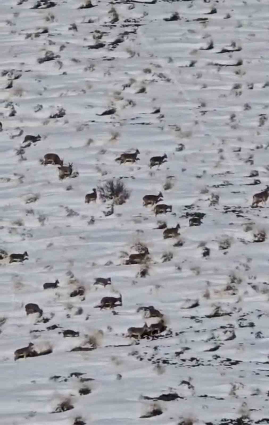 Zirveye Şefkat Tırmanışı: Yüksekova’da Dağ Keçileri İçin Metrelerce Karı Aştılar