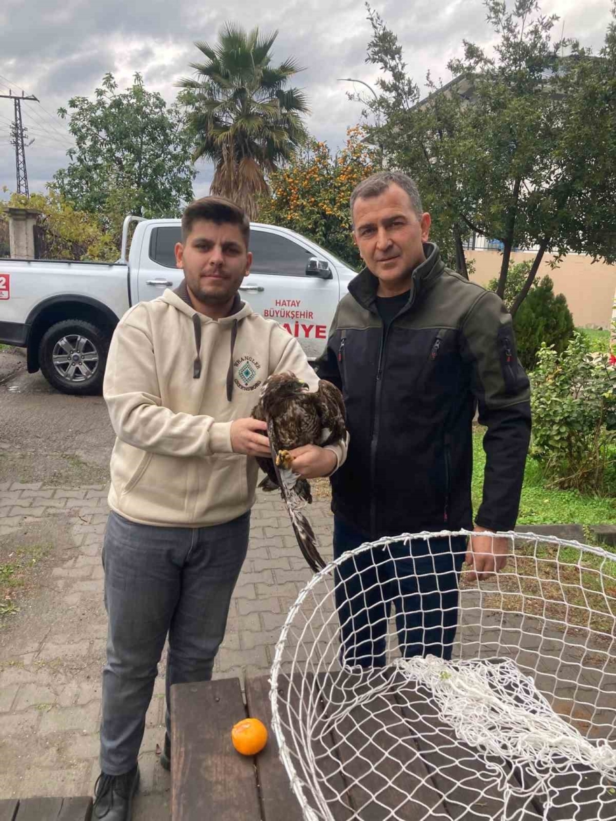 Ağaçta Mahsur Kalan Şahini İtfaiye Kurtardı