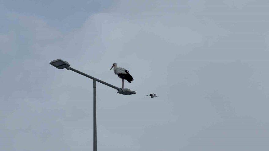 Karabük’ün Simgesi Haline Gelen Leylek Dronla Görüntülendi