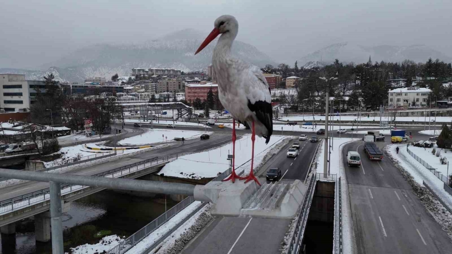 Karabük’ün Simgesi Haline Gelen Leylek Dronla Görüntülendi