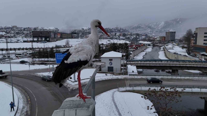 Karabük’ün Simgesi Haline Gelen Leylek Dronla Görüntülendi