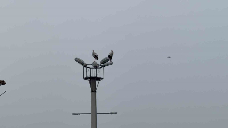 Karabük’ün Simgesi Haline Gelen Leylek Dronla Görüntülendi