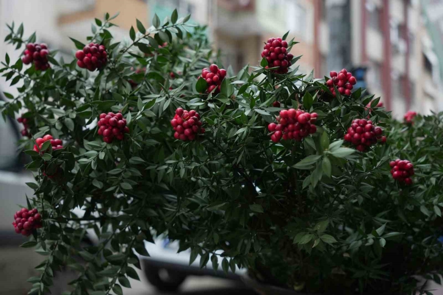 Kokina Hırsızı Sevimli Köpek Kameraya Yakalandı