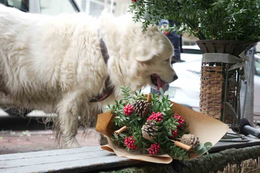 Kokina Hırsızı Sevimli Köpek Kameraya Yakalandı