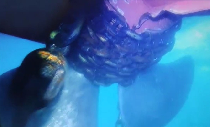 Küçükçekmece’de Alatepe Tankeri Pervanesine Dolanan Zincir Su Altından Görüntülendi