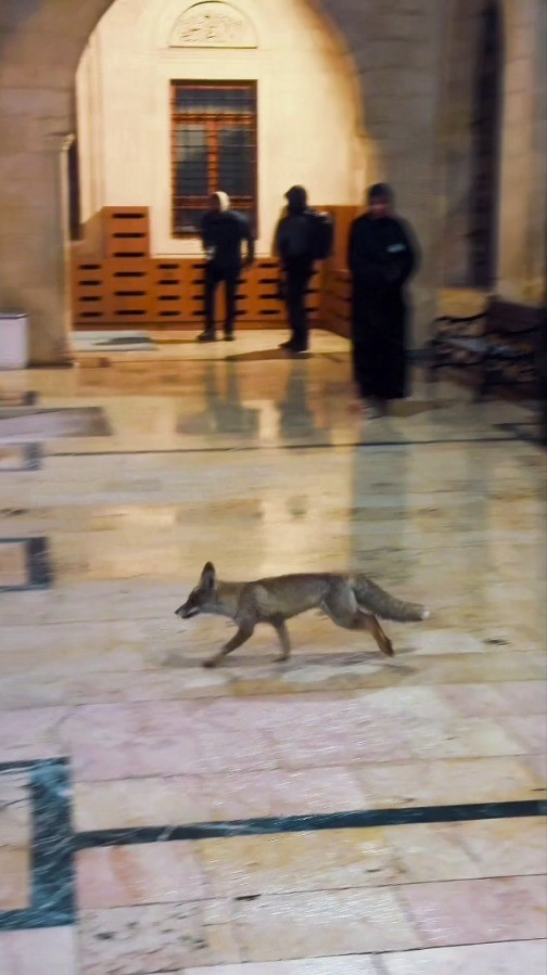 Balıklıgöl’e Sürpriz Ziyaretçi