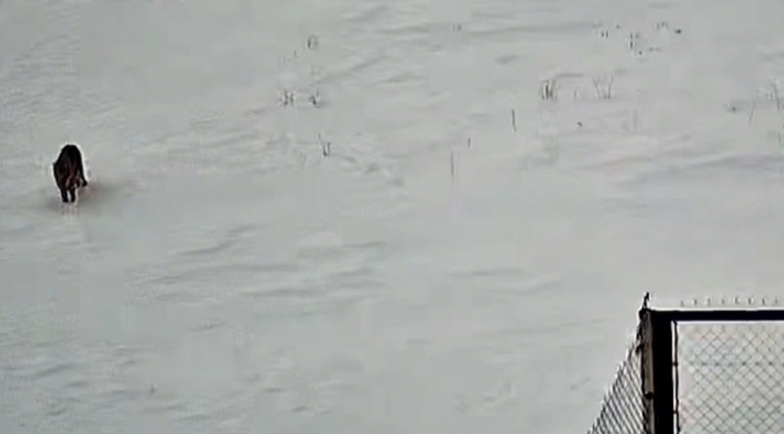 Tatvan’da Kurt Görüntülendi