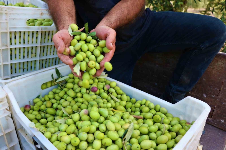 Manisa Coğrafi İ̇şarette 16’ncı Sırada