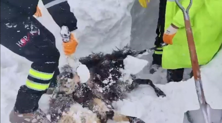 Artvin’de Çığ Bölgesinde Arama Kurtarma Çalışmaları İkinci Günde Yeniden Başladı