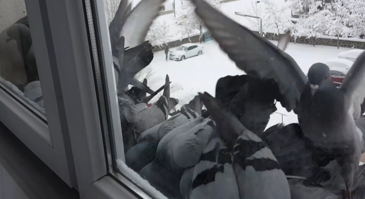 Bayburt’ta Dondurucu Soğuk: Güvercinler Yem Bulmak İçin Pencerelere Akın Etti