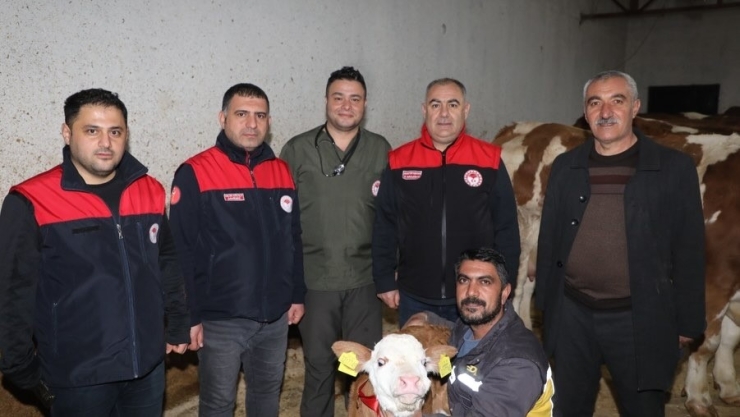 Elazığ’da Yılın İlk Buzağısına "bereket" Adı Verildi