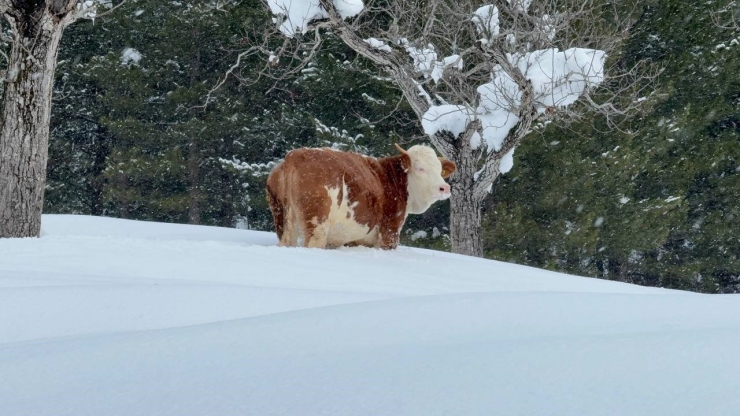 Büyükbaş Hayvanların Karla İmtihanı Dronla Görüntülendi
