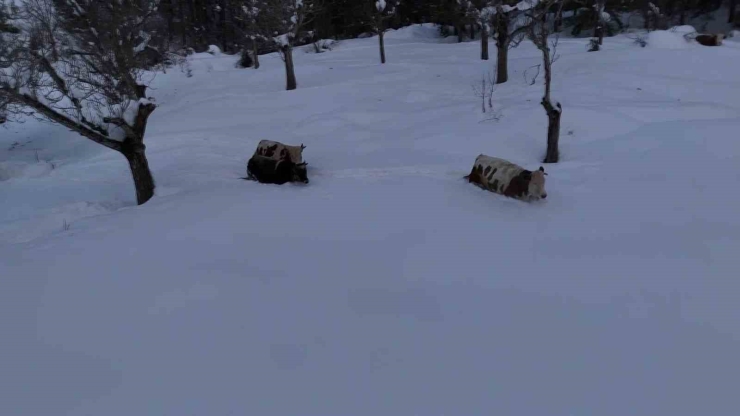 Büyükbaş Hayvanların Karla İmtihanı Dronla Görüntülendi