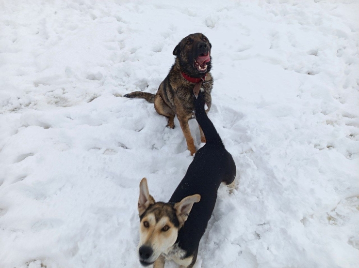 Musabeyli Beyaza Büründü