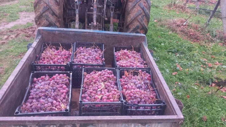 Sarıgöl’de 2025 Yılı Üzümleri Dalında Bekletip 2026’nın İlk Günü Hediye Etti