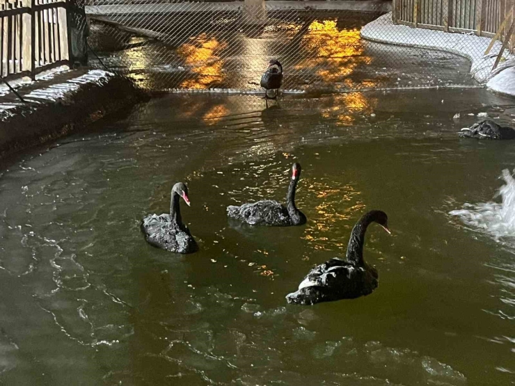 Ankara’da Kar Yağışının Ardından Hava Sıcaklığı Eksi 11 Dereceye Kadar Düştü