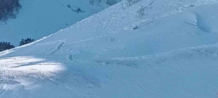 Artvin’de Çığ Faciasında Kayıp Çoban İçin Arama Çalışmaları Üçüncü Gününde Yeniden Başladı