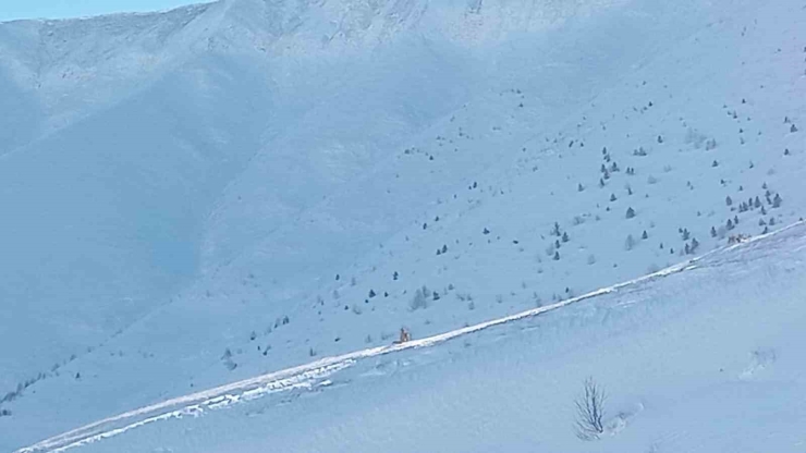 Artvin’de Çığ Faciasında Kayıp Çoban İçin Arama Çalışmaları Üçüncü Gününde Yeniden Başladı