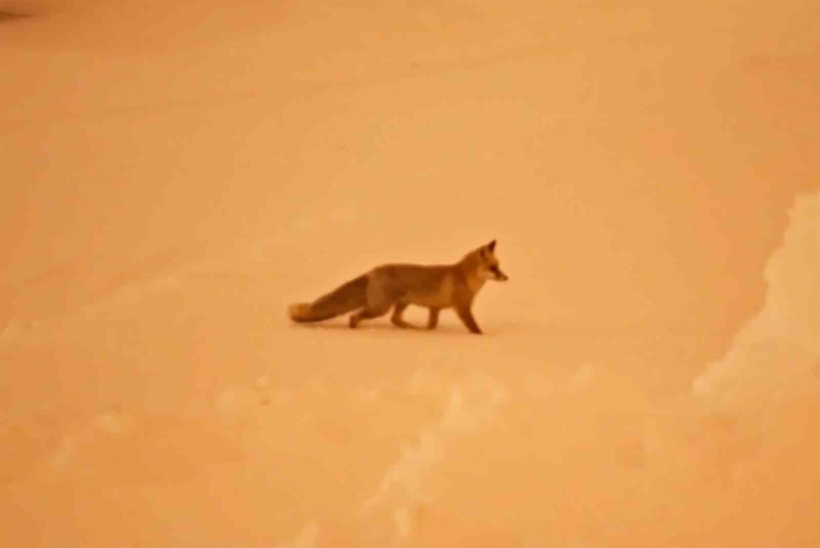 Aç Kalan Tilkiler Yerleşim Yerlerinde Görülmeye Başlandı