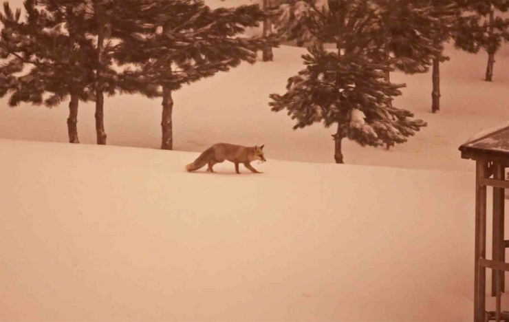 Aç Kalan Tilkiler Yerleşim Yerlerinde Görülmeye Başlandı